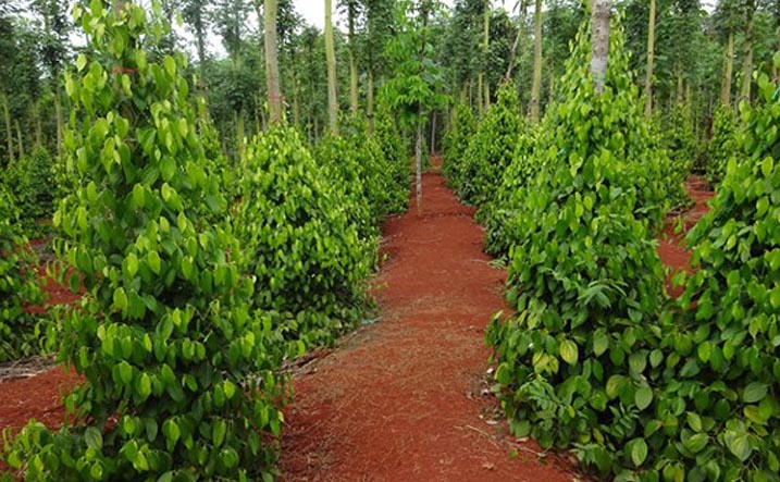 须削减三分之一胡椒种植面积